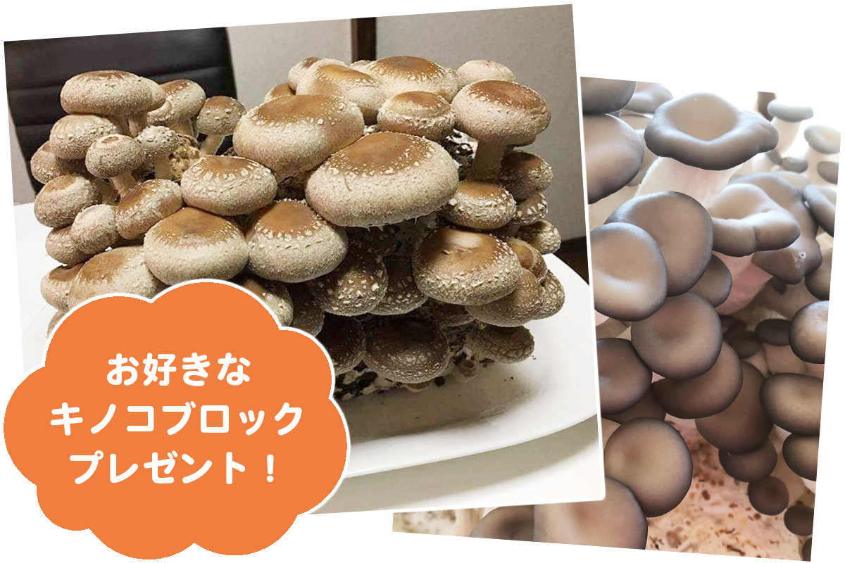 お好きなきのこブロックプレゼント!